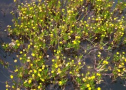 Cotula coronopifolia / Lúgvirág